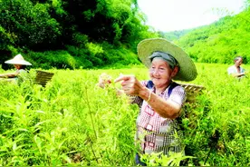采摘赶黄草 致富好门道图片