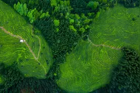 细数川茶7宗“最”图片