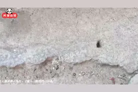 视频丨老铁666！崇州神秘奇人传统弹弓打苍蝇 5米开外一击毙命图片