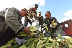 肇东盐碱地黏玉米喜获丰收图片