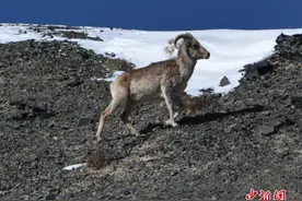 英国农场小羊“阿甘”天生5条腿 被主人当宠物饲养图片