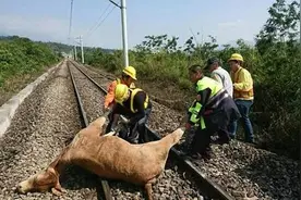 火车撞死6头误闯黄牛 台媒：啥原因让牛想不开？图片