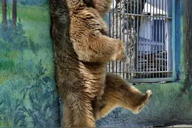 小动物挠痒痒趣图合集 奇痒难耐各种奇葩姿势一览图片