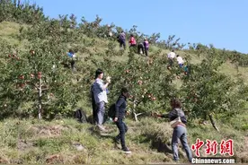 北方进入收获季 辽宁抚顺第四届采摘节持续月余图片