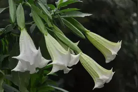 小说外中了“情花毒”去哪找“断肠草”？图片