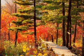 这里枫叶已红，此时最美！距市区仅56公里｜金龙山直通车来了图片