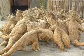 古代居然有与葛根相关的官职，长见识图片