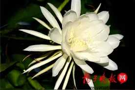 好美！仪征昙花雨夜绽放  “昙花一现”很多人理解错啦图片