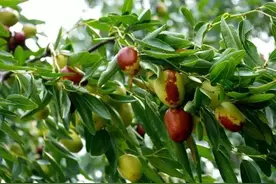 倒计时！国庆期间，青岛这些景点免费或优惠！（附名单）图片