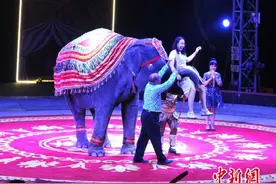 吴桥杂技艺术节上演“马戏嘉年华” 大象吹口琴跳舞成明星图片