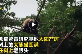 节拍天下｜国庆节，大熊猫圆满树上翻跟斗 逗乐众游客图片