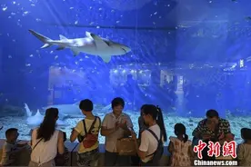 湖南首批进口观赏鲨鱼迎客 游客可深入海底隧道喂食图片