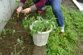 女子自家院子种菜施肥 被告知侵犯别人的相邻权图片