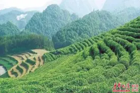 常宁：茶果撑起大产业 贫困村变成聚宝盆图片