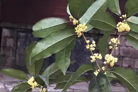 满觉陇老桂怒放！满城香比往年来得晚图片