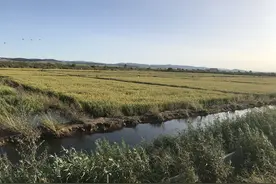 揭秘美味延边大米背后的种植秘密图片
