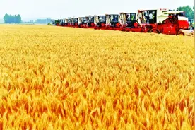 粮食产业转型升级新路径 一粒小麦变身500种产品图片