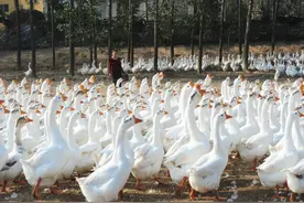 厉害了我的大白鹅 一只鹅卖出三份钱！图片