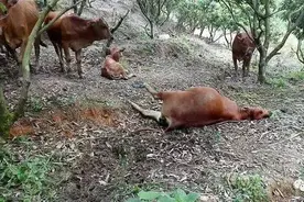 荒地放牧，水牛误饮肥料水毙命——牛主人为索赔打官司，却因疏于看管被判担主责图片