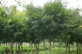 植物百科｜鸡爪槭图片