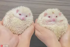 日本刺猬母子同患白化病宛若天使图片