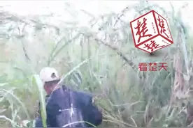 江水上涨钓友被困芦苇荡，机智民警微信定位救人图片