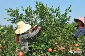 赣南老表说，今年茶油的价格要比往年更贵，只因……图片