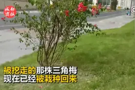 成都79岁大爷路边盗挖三角梅称要回家种 市价超3000元图片