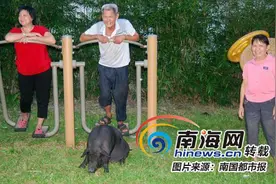 屯昌这头猪宝宝有点小聪明 饿了张口 大小便前摇尾巴图片