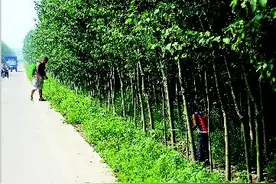 汾阳市董寺村：生态变好了发展后劲足图片