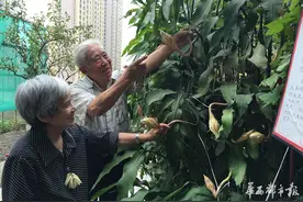 成都八旬夫妻 昙花树下相伴五十载图片