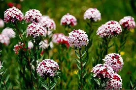 植物百科｜狼毒的功效与作用图片