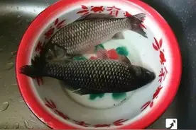 实用丨老婆拿出一根萝卜放在鱼身上，接下来简直太不可思议了！图片