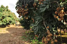 为龙画眼——柬埔寨汗水，泰国甜蜜与中国舌尖图片