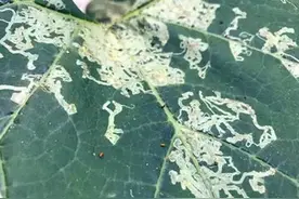 这是什么？斑潜蝇？怎么治？图片