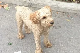 临沂：谁家的泰迪犬走丢了？小泰迪望眼欲穿盼主人图片