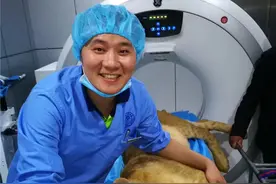 小狮子骨折被送宠物医院 将进行手术治疗图片