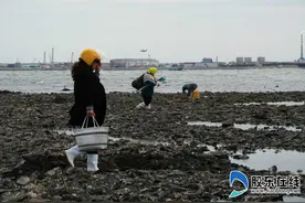 蓬莱市民敲敲礁石就来“宝” 外地游客好羡慕图片