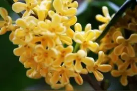 大杭州的秋天是什么味道？1000包桂花龙井茶送给你细细品！图片