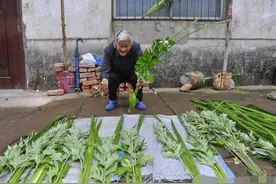 颈椎病脖子酸疼，农村老奶奶说：白酒和它泡一起，用上半个月治好图片