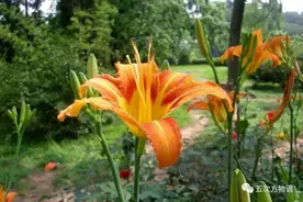忘忧草就是黄花菜吗？图片