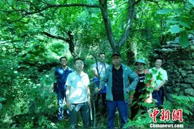 百元一枚的富岗“金苹果”是怎样种出来的？图片