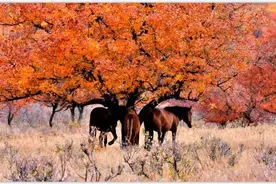 秋日里的扎旗山地草原图片