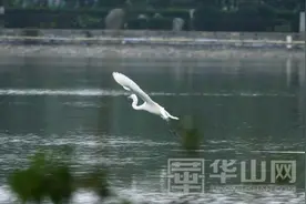大荔同州湖绿色生态映眼帘 白鹭嬉戏湖上飞图片