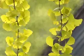 诗词里的一颗“芳心”,你读懂了吗？图片