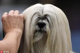 德举办国际狗展 汪星人飘逸发型亮眼图片