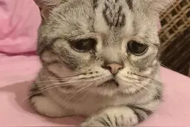 全网最不开心的小猫，看得我的心都融化了图片