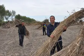 手拿订单种汉麻图片