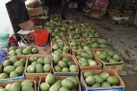 河北安新县大量西瓜滞销：志愿者网上呼吁买瓜 一天销售近20万斤图片