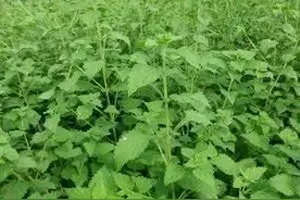 植物百科｜冬凌草图片
